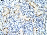 DAZAP1 Antibody - DAZAP1 antibody ARP41161_P050-NP_733829-DAZAP1 (DAZ associated protein 1) Antibody was used in IHC to stain formalin-fixed, paraffin-embedded human kidney.  This image was taken for the unconjugated form of this product. Other forms have not been tested.