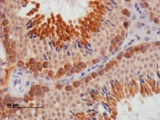 DAZL Antibody - DAZL antibody staining of paraffin embedded Mouse Testis.