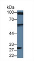 DBN1 / Drebrin Antibody - Western Blot; Sample: Human U2OS cell lysate; Primary Ab: 3µg/ml Rabbit Anti-Human DBN1 Antibody Second Ab: 0.2µg/mL HRP-Linked Caprine Anti-Rabbit IgG Polyclonal Antibody