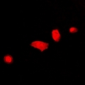 DCAF7 / WDR68 Antibody - Immunofluorescent analysis of DCAF7 staining in U2OS cells. Formalin-fixed cells were permeabilized with 0.1% Triton X-100 in TBS for 5-10 minutes and blocked with 3% BSA-PBS for 30 minutes at room temperature. Cells were probed with the primary antibody in 3% BSA-PBS and incubated overnight at 4 deg C in a humidified chamber. Cells were washed with PBST and incubated with a DyLight 594-conjugated secondary antibody (red) in PBS at room temperature in the dark.