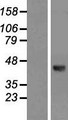 DCC1 / DSCC1 Protein - Western validation with an anti-DDK antibody * L: Control HEK293 lysate R: Over-expression lysate
