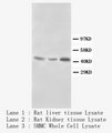 DCN / Decorin Antibody -  This image was taken for the unconjugated form of this product. Other forms have not been tested.