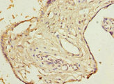 DCTD / dCMP Deaminase Antibody - Immunohistochemistry of paraffin-embedded human placenta tissue at dilution 1:100