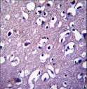 DCTN4 / Dynactin 4 Antibody - DCTN4 Antibody immunohistochemistry of formalin-fixed and paraffin-embedded human brain tissue followed by peroxidase-conjugated secondary antibody and DAB staining.