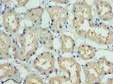 DCUN1D1 / SCCRO Antibody - Immunohistochemistry of paraffin-embedded human kidney using antibody at 1:100 dilution.  This image was taken for the unconjugated form of this product. Other forms have not been tested.