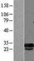 DCUN1D5 Protein - Western validation with an anti-DDK antibody * L: Control HEK293 lysate R: Over-expression lysate