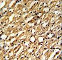 DDAH1 Antibody - Formalin-fixed and paraffin-embedded mouse kidney reacted with DDAH1 Antibody , which was peroxidase-conjugated to the secondary antibody, followed by DAB staining. This data demonstrates the use of this antibody for immunohistochemistry; clinical relevance has not been evaluated.