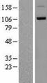 DDHD1 Protein - Western validation with an anti-DDK antibody * L: Control HEK293 lysate R: Over-expression lysate