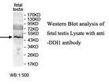 DDI1 Antibody