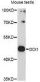 DDI1 Antibody - Western blot analysis of extracts of mouse testis, using DDI1 antibody at 1:3000 dilution. The secondary antibody used was an HRP Goat Anti-Rabbit IgG (H+L) at 1:10000 dilution. Lysates were loaded 25ug per lane and 3% nonfat dry milk in TBST was used for blocking. An ECL Kit was used for detection and the exposure time was 90s.
