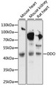 DDO / D-Aspartate Oxidase Antibody - Western blot analysis of extracts of various cell lines, using DDO antibody at 1:1000 dilution. The secondary antibody used was an HRP Goat Anti-Rabbit IgG (H+L) at 1:10000 dilution. Lysates were loaded 25ug per lane and 3% nonfat dry milk in TBST was used for blocking. An ECL Kit was used for detection and the exposure time was 90s.