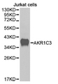 DDX / AKR1C3 Antibody - Western blot of extracts of Jurkat cell line, using AKR1C3 antibody.
