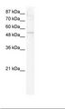 DDX19A Antibody - HepG2 Cell Lysate.  This image was taken for the unconjugated form of this product. Other forms have not been tested.