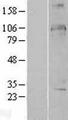 DDX24 Protein - Western validation with an anti-DDK antibody * L: Control HEK293 lysate R: Over-expression lysate