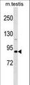 DDX4 / VASA Antibody - DDX4 Antibody western blot of mouse testis tissue lysates (35 ug/lane). The DDX4 antibody detected the DDX4 protein (arrow).