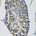 DDX41 / ABS Antibody - Immunohistochemistry of paraffin-embedded mouse testis tissue.