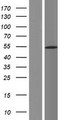 DDX49 Protein - Western validation with an anti-DDK antibody * L: Control HEK293 lysate R: Over-expression lysate