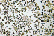 DDX55 Antibody - IHC of DDX55 (Q133) pAb in paraffin-embedded human lymph node tissue.