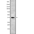 DEDD Antibody - Western blot analysis of DEDD using K562 whole cells lysates