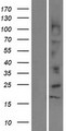 DEFB112 Protein - Western validation with an anti-DDK antibody * L: Control HEK293 lysate R: Over-expression lysate