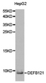 DEFB121 Antibody - Western blot of extracts from HepG2 cell, using DEFB121 antibody.