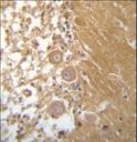 DEGS1 Antibody - DEGS1 Antibody immunohistochemistry of formalin-fixed and paraffin-embedded human cerebellum tissue followed by peroxidase-conjugated secondary antibody and DAB staining.