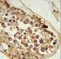 DEPDC1 Antibody - DEPDC1 Antibody immunohistochemistry of formalin-fixed and paraffin-embedded human testis tissue followed by peroxidase-conjugated secondary antibody and DAB staining.