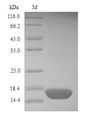 DERF1 Protein - (Tris-Glycine gel) Discontinuous SDS-PAGE (reduced) with 5% enrichment gel and 15% separation gel.