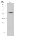DGAT2 Antibody - Anti-DGAT2 rabbit polyclonal antibody at 1:500 dilution. Lane A: U-251 MG Whole Cell Lysate. Lysates/proteins at 30 ug per lane. Secondary: Goat Anti-Rabbit IgG (H+L)/HRP at 1/10000 dilution. Developed using the ECL technique. Performed under reducing conditions. Predicted band size: 44 kDa. Observed band size: 45 kDa.
