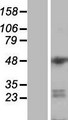 DGCR14 Protein - Western validation with an anti-DDK antibody * L: Control HEK293 lysate R: Over-expression lysate