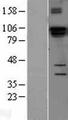 DGCR8 Protein - Western validation with an anti-DDK antibody * L: Control HEK293 lysate R: Over-expression lysate