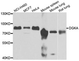 DGKA Antibody - Western blot analysis of extracts of various cell lines.