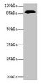 DGKG Antibody - Western blot All lanes: DGKG antibody at 4µg/ml + Mouse brain tissue Secondary Goat polyclonal to rabbit IgG at 1/10000 dilution Predicted band size: 90, 87, 85 kDa Observed band size: 90 kDa