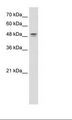 DHODH Antibody - HepG2 Cell Lysate.  This image was taken for the unconjugated form of this product. Other forms have not been tested.