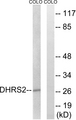 DHRS2 / HEP27 Antibody - Western blot analysis of lysates from COLO cells, using DHRS2 Antibody. The lane on the right is blocked with the synthesized peptide.