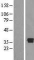 DHRS7B Protein - Western validation with an anti-DDK antibody * L: Control HEK293 lysate R: Over-expression lysate