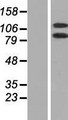 DHX16 / DBP2 Protein - Western validation with an anti-DDK antibody * L: Control HEK293 lysate R: Over-expression lysate