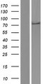 DHX35 Protein - Western validation with an anti-DDK antibody * L: Control HEK293 lysate R: Over-expression lysate