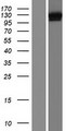 DHX36 Protein - Western validation with an anti-DDK antibody * L: Control HEK293 lysate R: Over-expression lysate