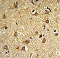 DIO2 Antibody - DIO2 Antibody IHC of formalin-fixed and paraffin-embedded mouse brain followed by peroxidase-conjugated secondary antibody and DAB staining. This data demonstrates the use of the mouse DIO2 Antibody for immunohistochemistry.