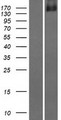 DIP2C Protein - Western validation with an anti-DDK antibody * L: Control HEK293 lysate R: Over-expression lysate