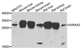 DIRAS3 / ARHI Antibody - Western blot analysis of extracts of various cells.