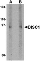 DISC1 Antibody - Western blot of DISC1 in 3T3 cell lysate with DISC1 antibody at (A) 1 and (B) 2 ug/ml.