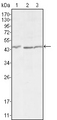 DKK3 Antibody - Western blot using DKK3 mouse monoclonal antibody against HEK293 (1), MCF-7 (2) and HL7702 (3) cell lysate.