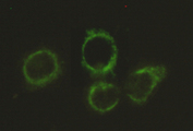 DLAT / PDC-E2 Antibody - Immunocytochemistry stain of HeLa using Pyruvate Dehydrogenase E2 mouse monoclonal antibody (1:300).
