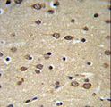 DLK2 Antibody - DLK2 Antibody IHC of formalin-fixed and paraffin-embedded brain tissue followed by peroxidase-conjugated secondary antibody and DAB staining.