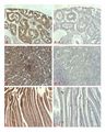 DLL1 Antibody - Immunohistochemical staining of human tissue using anti-DLL1 (human), pAb at 1:500 dilution. . 1. Immunoperoxidase staining of formalin-fixed, paraffin-embedded human kidney (A), liver (B) and small intestine (C) (200x, brown color). 2. Staining with pre-immune rabbit serum (A-1, B-1, C-1) as negative control.