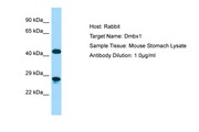 DMBX1 / OTX3 Antibody -  This image was taken for the unconjugated form of this product. Other forms have not been tested.