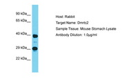 DMRTC2 Antibody -  This image was taken for the unconjugated form of this product. Other forms have not been tested.