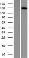 DNA2 Protein - Western validation with an anti-DDK antibody * L: Control HEK293 lysate R: Over-expression lysate